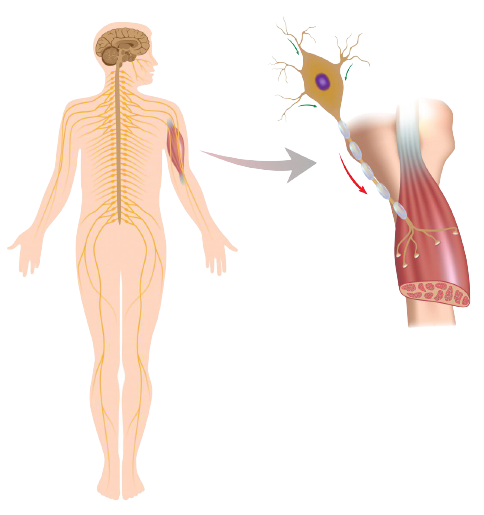 velavan health issue image